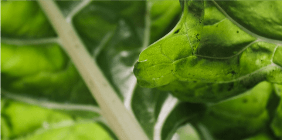 Holistic Nutrition
